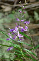 Plante à fleurs de Polygala tenuifolia Willd.