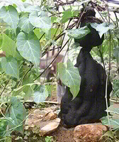 growing plant of Polygonum multiflorum Thunb with a dark brown rhizome