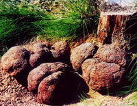 Poria cocos Schw. Wolf.:many poria mushrooms are placed near a pine tree trunk