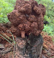 Poria cocos Schw. Wolf:a poria mushroom is placed on a pine trunk.