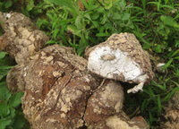 Poria cocos Schw. Wolf.:a mushroom is dig out.