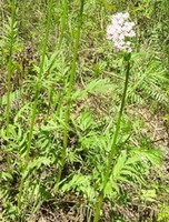 several plants of Valeriana amurensis Smir. Ex Kom. with white flowers grow in field