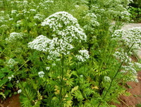 flowering plants of Valeriana officinalis L with many white flowers grow in field