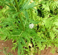 a plant of Valeriana officinalis L. with a small white flower grow in field