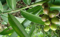 fruiting plant of Alpinia oxyphylla Miq with green fruits growing on stems