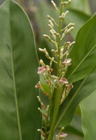 flowering plant of Alpinia oxyphylla Miq with small white flower spikes grows in sunny field