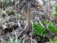 a stroma of Cordyceps sinensis Berk Sacc grows above ground in a woods