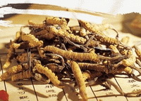 many yellow bronish herbs of Chinese Caterpillar Fungus are piled together