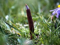 a brownish stroma of Cordyceps sinensis Berk Sacc grows in grass and flowers