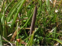 a brownish stroma of Cordyceps sinensis Berk Sacc grows in green grass