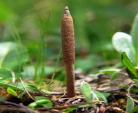 a brownish stroma of Cordyceps sinensis Berk Sacc grows straightly in grass