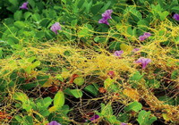 yellowish flowering plant of Cuscuta australis R.Br grow on some host plants with purple flowers