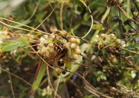 flowering plant of Cuscuta australis R.Br. with yellow flowers grow on some host plant