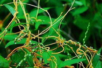 yellowish plants of Cuscuta chinensis Lam grow on a host green plant in field