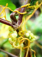 a plant of Cuscuta chinensis Lam grows on some branch of a host tree