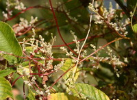 reddish flowering plant of Cuscuta japonica Choisy with small yellowish flower spikes grow on green host plants