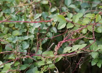 reddish plant of Cuscuta japonica Choisy grow on some green host plants