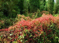 reddish plants of Cuscuta japonica Choisy. grow on some green host plant