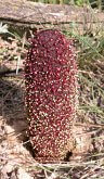 a plant of Cynomorium songaricum Rupr grows in field