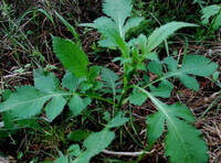 plantes fleuries de Dipsacus asperoides C.Y.Cheng et T.M.Ai. avec des fleurs vertes poussant dans le champ