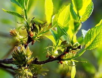 fresh twigs and green leaf sprouts of Eucommia ulmoides Oliv. in sunny day
