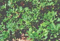 plants of Trigonella foenum-graecum grow in arid field