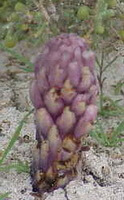 plante de Cistanche deserticola Y.C.Ma. poussant dans un champ aride
