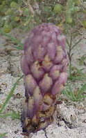 plant of Cistanche deserticola Y.C.Ma. grow in arid field