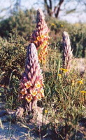 plusieurs plantes de Cistanche deserticola Y.C.Ma. poussent dans une prairie aride