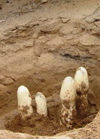 plusieurs herbes blanchâtres de Cistanche deserticola sont déterrées d un sol sablonneux