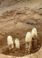 several whitish herbs of Desert-living Cistanche are dig out from sandy soil