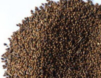 many dark brown herb seeds of Semen Cuscutae are piled together