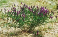 flowering plant of Astragalus adsurgens Pall. with many purple flower spikes grow in arid field