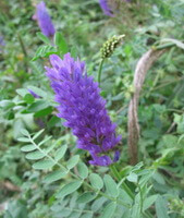 flowering plants of Astragalus adsurgens Pall. with purple flower spikes and green leaves grow in woods