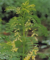 a flowering plant of Astragalus complanatus R.Brown. with many pendulous yellow flowers and green leaves grow in field