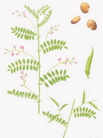 a colorful drawing of Astragalus complanatus R.Brown.,green stem and leaves,small flowers and seeds