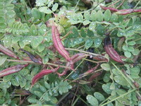 fruiting plants of Astragalus complanatus R.Brown. with purple reddish pods and green leaves grow in field