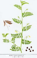 a colorful drawing of Astragalus complanatus R.Brown.,plant parts,green leaves and stems,pods and seeds