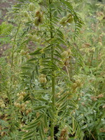 a flowering plant of Astragalus chinensis L.f. grows in field