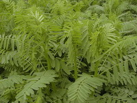 plants of Astragalus chinensis L.f. grow in field