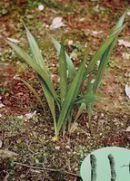 several shrubs of Curculigo orchioides Gaertn grow in field.