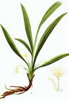 a colorful drawing of Curculigo orchioides Gaertn.,root,green stem and leaves,flowers