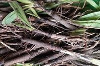 fresh dark brown herb roots of Curculigo orchioides Gaertn. with green leaves