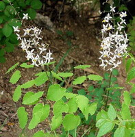 flowering plants of Epimedium brevicornum Maxim with many white flower spikes and green leaves grow in woods