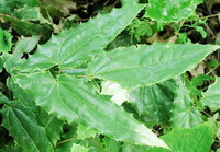 plant of Epimedium wushanense T.S.Ying. with long narrow leaves grow in woods