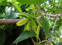 growing beanches of Eucommia ulmoides Oliv. with small green leaves and flowers