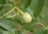 fruiting branch of Juglans nigra with an unmature walnut hanging on the branch