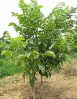 several small trees of Juglans regia L. grow in a field