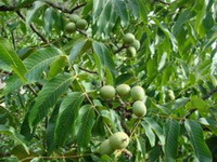 fruiting tree of Juglans regia L with green fruits hanging on branches,with many green leaves grow in sunny field