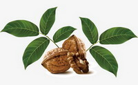 dessin coloré de Juglans regia L., de fruits de noix, de cerneaux et de feuilles vertes